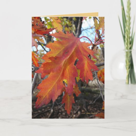 Ware Kleuren Kaart (Voorkant)