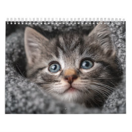 Warm Aesthetic Animal | Cozy Cat Photography Wall Kalender