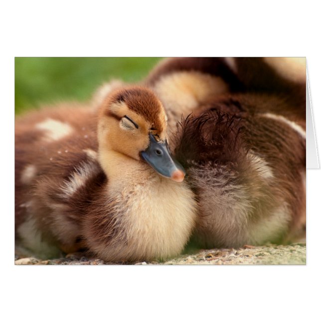 Warm fuzzy ducklings (Voorkant Horizontaal)