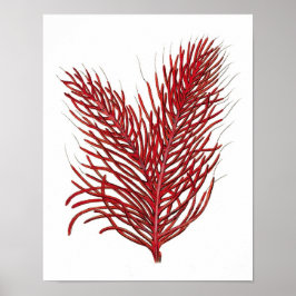 Warm Red Zee Coral no.8 Beach Wall Art Afdrukken Poster