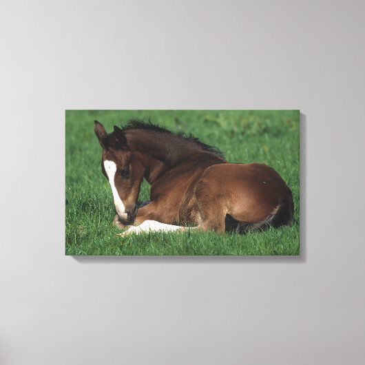Warmbloeslade Canvas Afdruk (Voorkant)