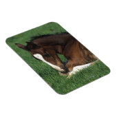 Warmbloeslade Magneet (Rechterzijde)