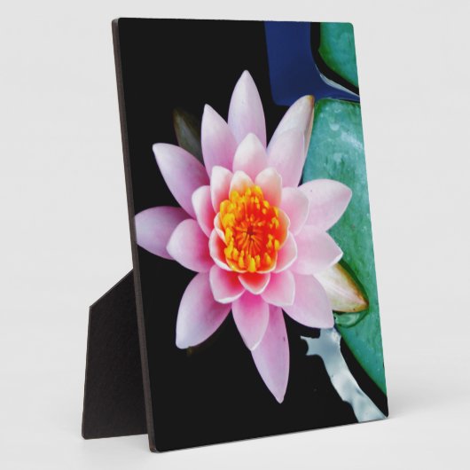 Warme roze en oranje lotuswaterbloem fotoplaat (Zijkant)