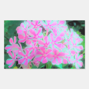 Warme Roze en Witte Pepermunt Twist Tuin Phlox Rechthoekige Sticker