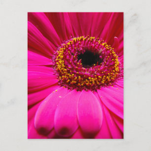 warme roze gerber daisy briefkaart