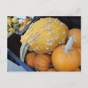 Warted Pumpkin Briefkaart