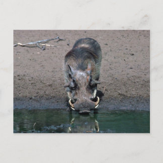 Warthog - Big Boar Briefkaart