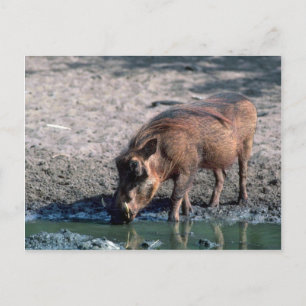 Warthog Briefkaart