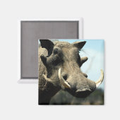 Warthog Close-up Magneet (Voorkant / Achterkant)