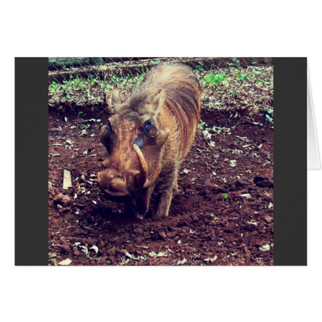 Warthog in Kenia (Voorkant Horizontaal)