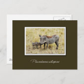 Warthog met biggen safari briefkaarten (Voorkant / Achterkant)