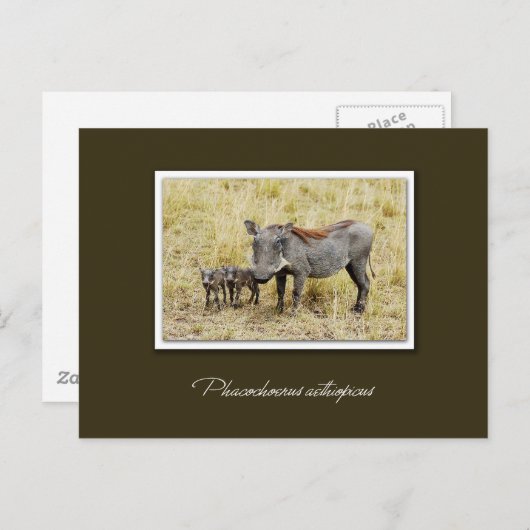 Warthog met biggen safari briefkaarten (Voorkant / Achterkant)