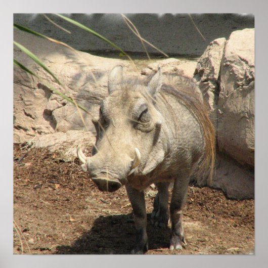 Warthog Poster (Voorkant)