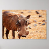 Warthog Poster (Voorkant)