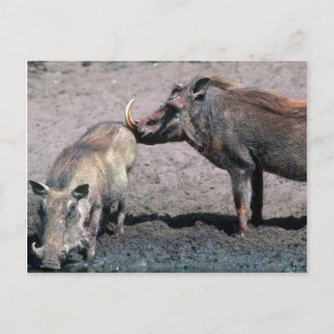 Warthogs - Boer (rechts) en zwaai (links) Briefkaart