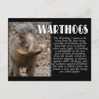 WARTHOGS met beschrijving Briefkaart