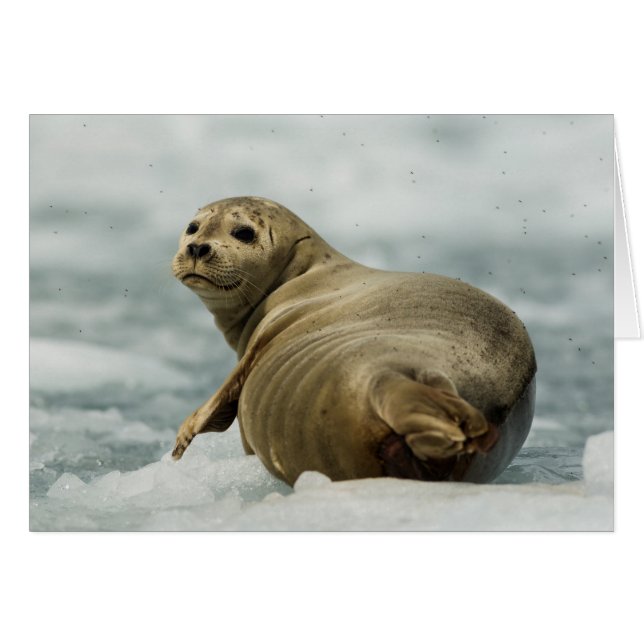 Wary Seal (Voorkant Horizontaal)