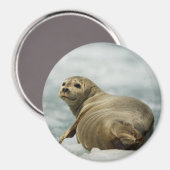 Wary Seal Magneet (Voorkant / Achterkant)