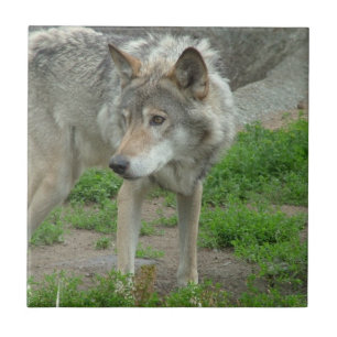 Wary Wolf Tile Tegeltje