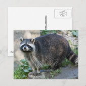 Wasbeer Ansichtkaarten Briefkaart (Voorkant / Achterkant)