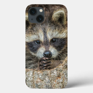 Wasbeer in een holle boom iPhone 13 hoesje