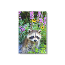 Wasbeer kit onder de bloemen canvas print.
