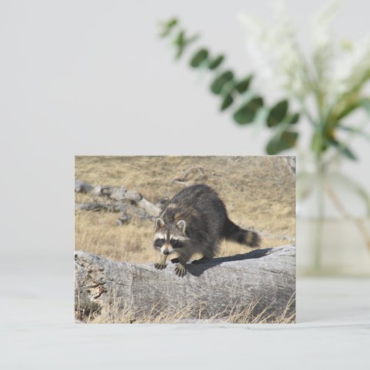 Wasbeer op het boomlogboek briefkaart (Staand voorkant)