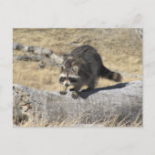 Wasbeer op het boomlogboek briefkaart (Voorkant)