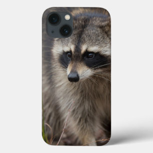 Wasbeer, Procyon lotor, Florida iPhone 13 Hoesje
