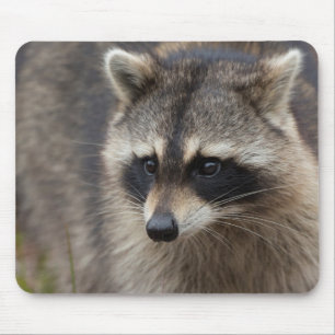 Wasbeer, Procyon lotor, Florida Muismat