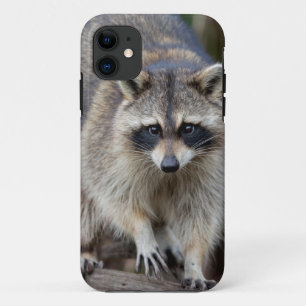 Wasbeer, Procyon lotor, Florida, USA 2 iPhone 11 Hoesje