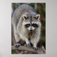 Wasbeer, Procyon lotor, Florida, USA 2