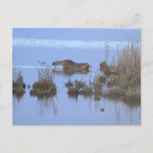 Wasbeer Zwem Foto Ansichtkaart Briefkaart