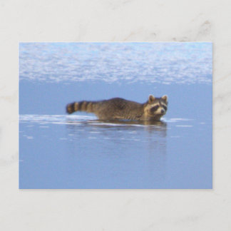 Wasbeer Zwem Foto Ansichtkaart Briefkaart