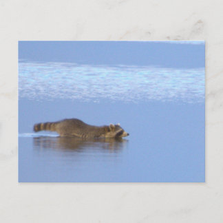 Wasbeer Zwem Foto Ansichtkaart Briefkaart