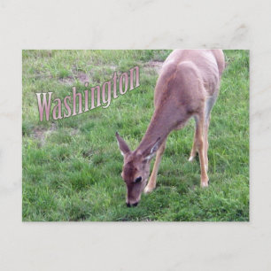 Washington Ansichtkaart, Witstaarthert Briefkaart