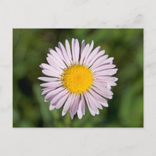 Washington, Cascade Range, Mount Baker Briefkaart