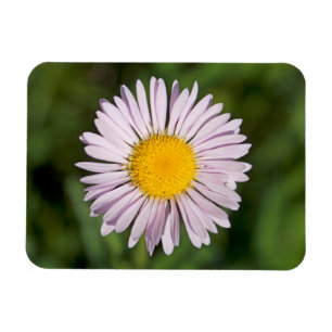 Washington, Cascade Range, Mount Baker Magneet