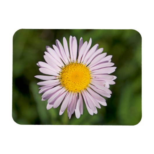 Washington, Cascade Range, Mount Baker Magneet (Horizontaal)