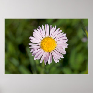 Washington, Cascade Range, Mount Baker Poster
