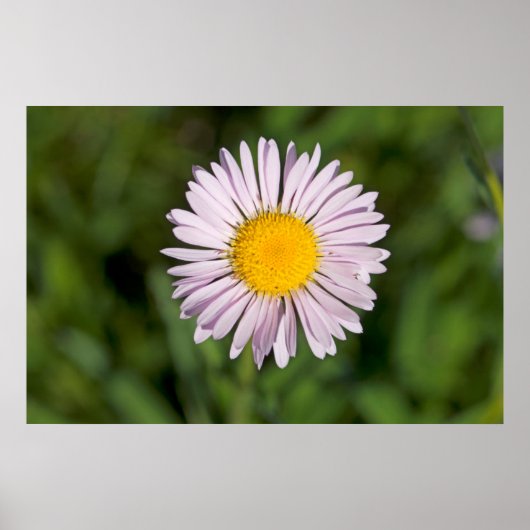 Washington, Cascade Range, Mount Baker Poster (Voorkant)