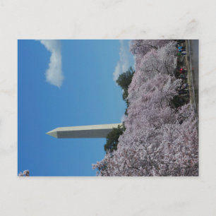 Washington DC Cherry Blossom 2 Briefkaart