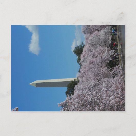 Washington DC Cherry Blossom 2 Briefkaart (Voorkant)