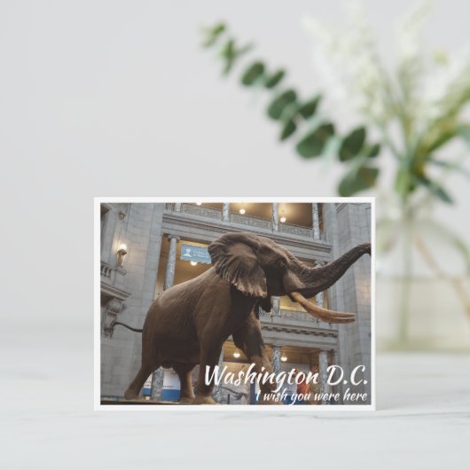 Washington DC Smithsonian Museum National History Briefkaart (Staand voorkant)