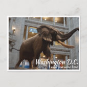 Washington DC Smithsonian Museum National History Briefkaart (Voorkant)