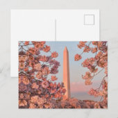 Washington Monument - Cherry Blossoms Briefkaart (Voorkant / Achterkant)