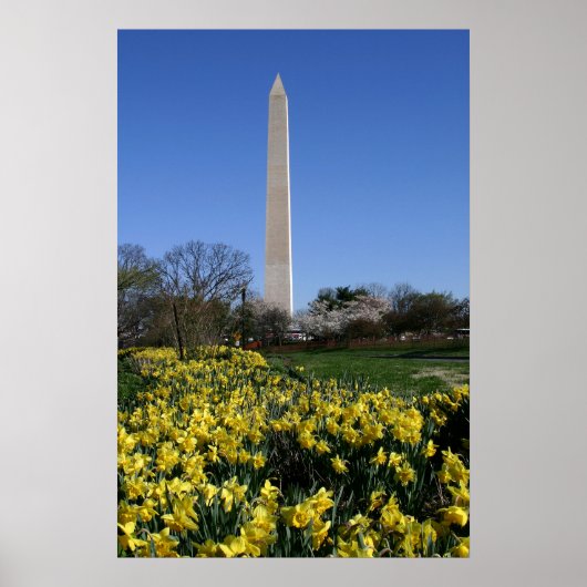 Washington Monument Daffodils Poster (Voorkant)