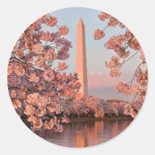 Washington Monument en Kersenbloesem Sticker
