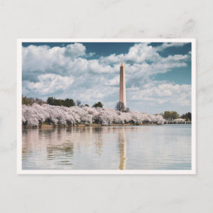 Washington Monument Kersenbloesems DC Foto Briefkaart