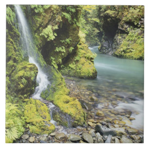 Washington, Olympic National Park, Seizoensgebonde Tegeltje